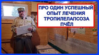 🔴 Как удалось вылечить тропилелапсоз пчел 🔴