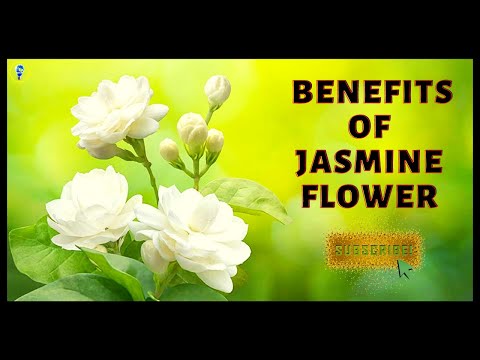 Jasmine Flower Benefits || True Facts || Jasmine Flower Tea