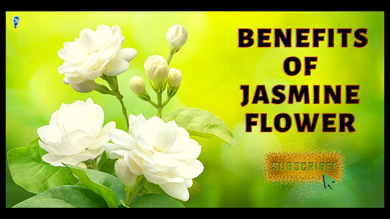 Jasmine Flower Benefits True Facts Jasmine Flower Tea YouTube