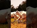 Pastagem enfraquecida, produtividade caindo… você sabe o que isso significa para o seu bolso? #agro