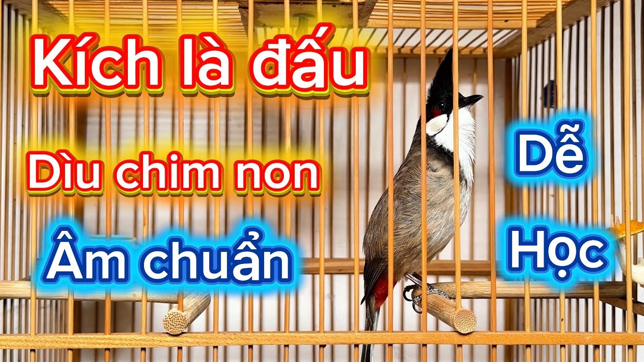 Vlog 2:Luyện giọng chào mào , chào mào hót đấu , ép giọng chào mào non, kích lên lửa
