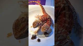 Hewan berkepala dua #animals #wildlife #nature