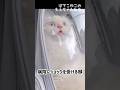 うちの猫の表情が面白すぎる件 #shorts #猫 #ぽてこゆこめ