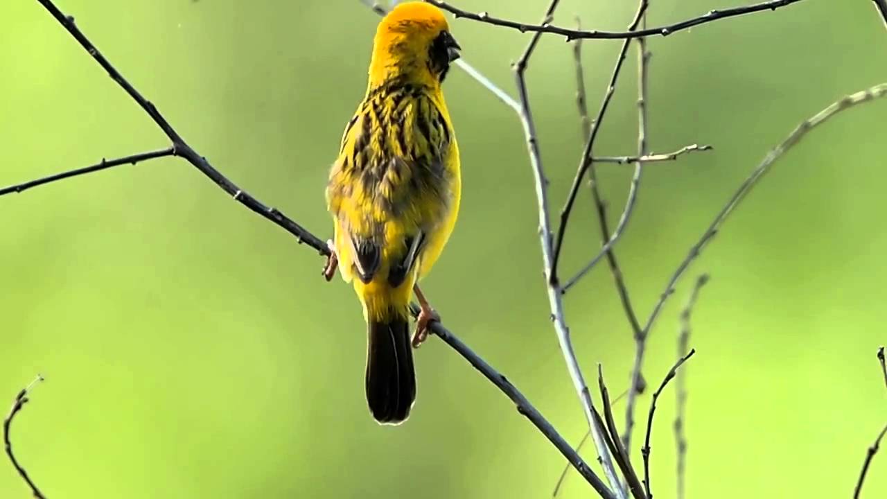 Asian Golden Weaver.AVI 