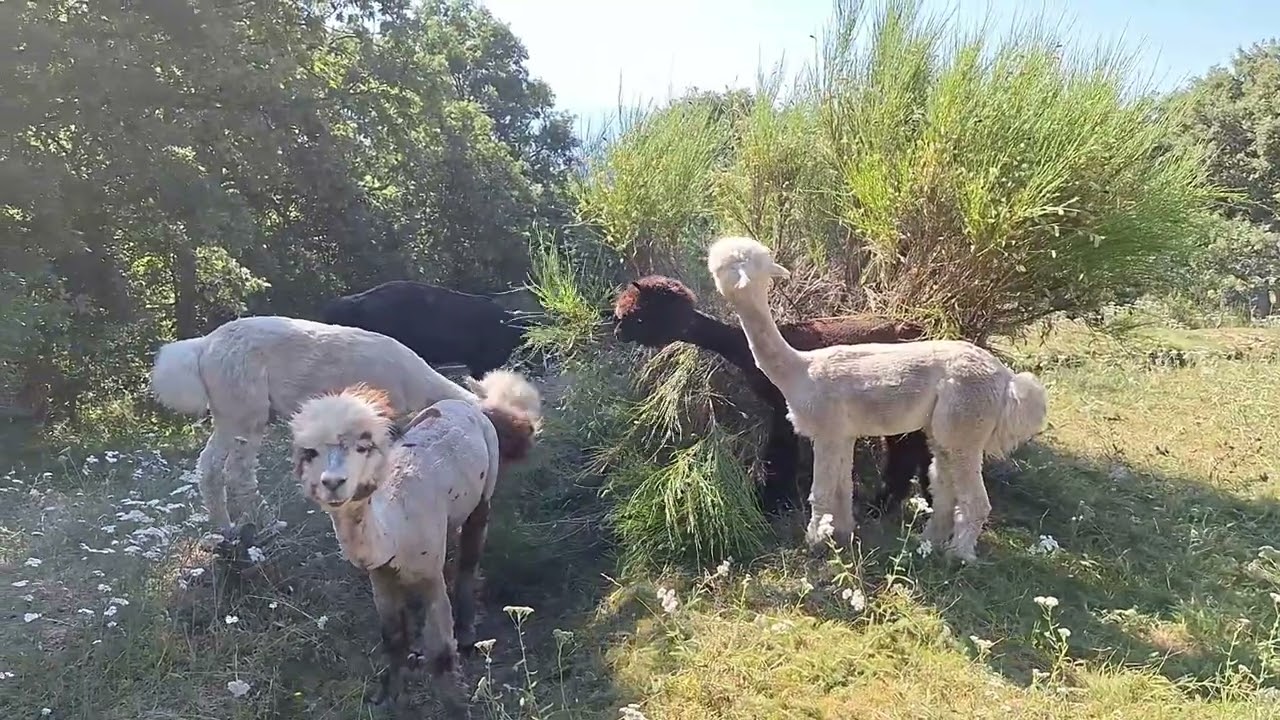 Alpacas de Gredos: More Summer Breeding
