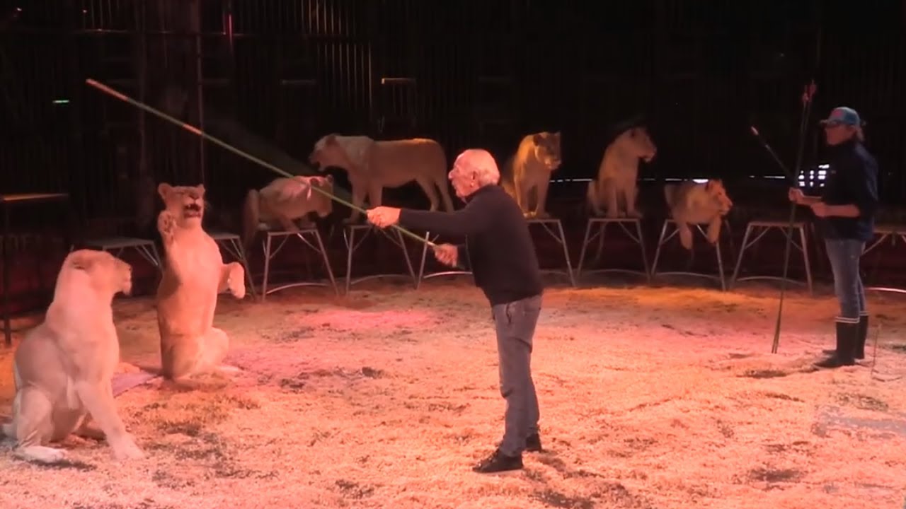 Le meilleur dompteur de lions au monde