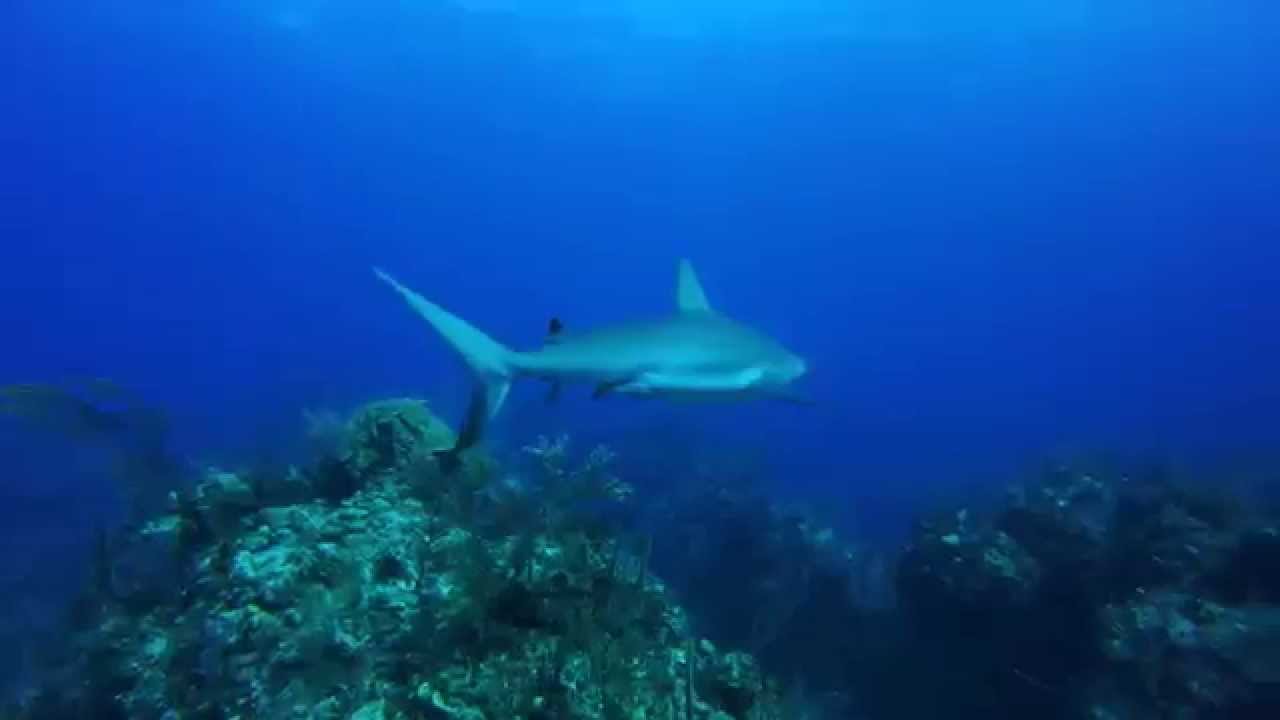 Grand Bahama Island Scuba Diving YouTube