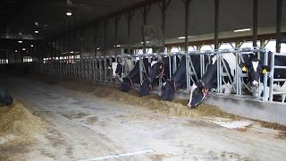 Murrock Farms Organic Dairy – Customer Story (United States)