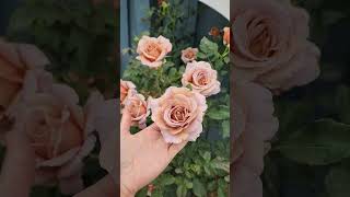 Koko Loko Rose 2Nd Flush Spring 2023 Los Angeles, Zone 10A