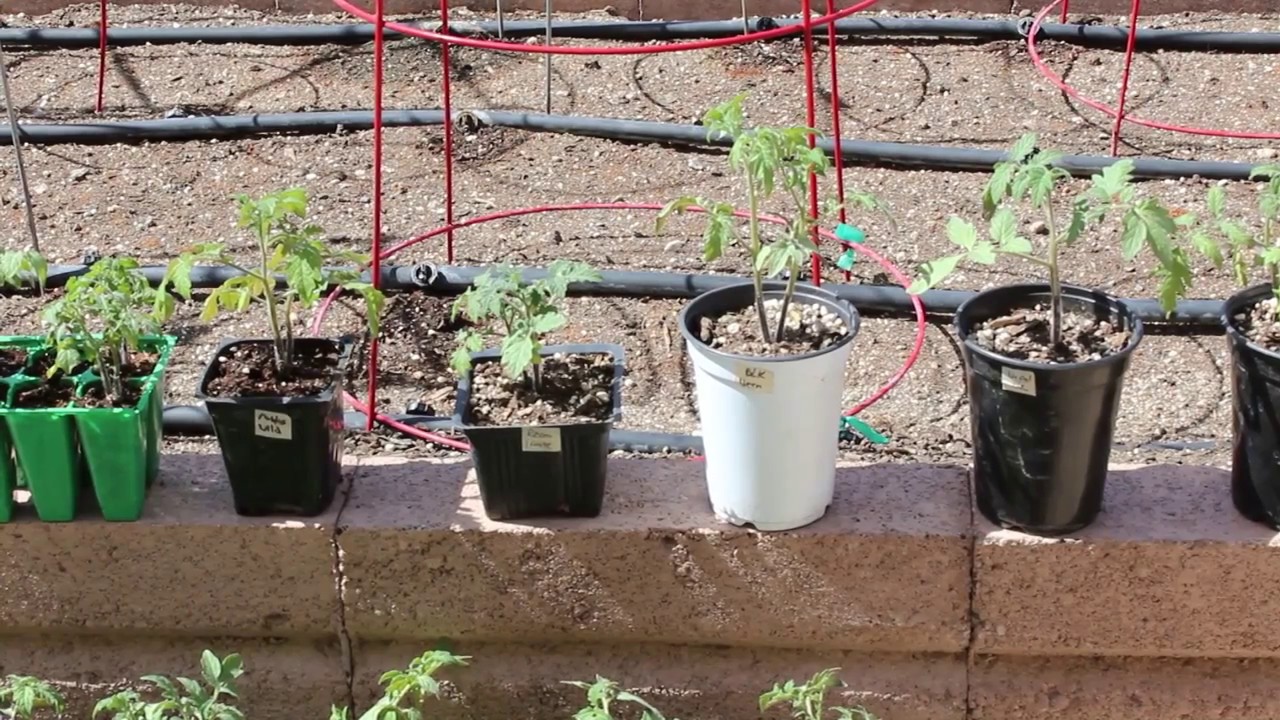 Tomato Planting Mid March Las Vegas, NV YouTube