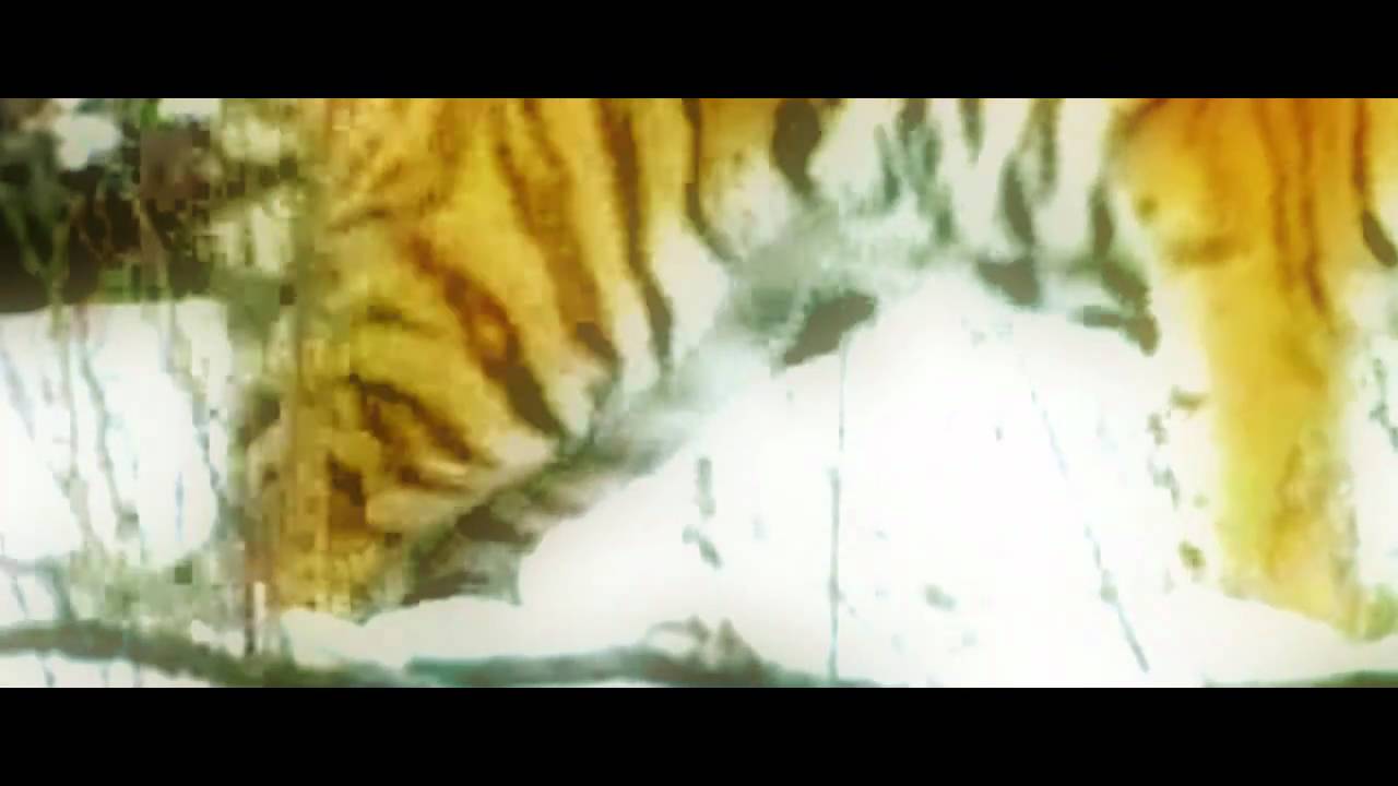 Top Predator YouTube