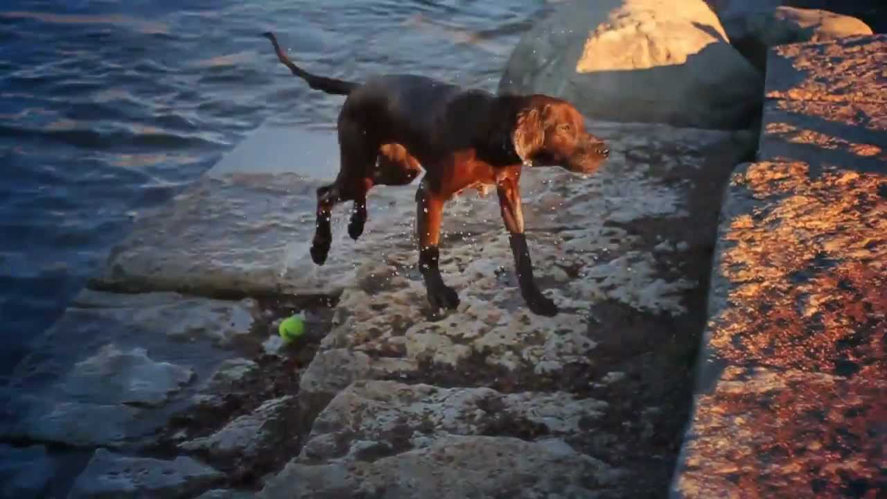 puppy paradise Irish Setter Wants to Play Fetch | The Daily Puppy