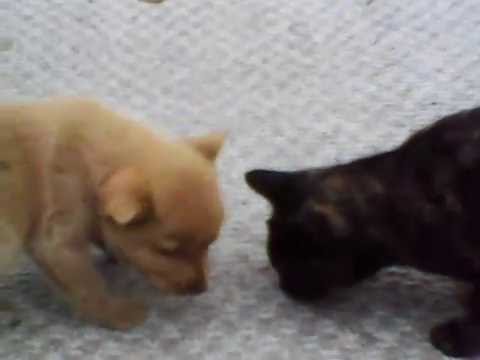 Adorable puppies & friendly cat dine together.(Pals)