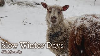 Calming Winter Days-What i feed the sheep now, for the best milk production in spring [Sheep Vlog]