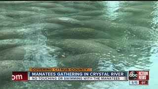 Manatees gathering in Crystal River