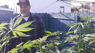 Outdoor Gelato