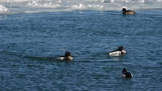Red-Breasted Mergansers Dancing