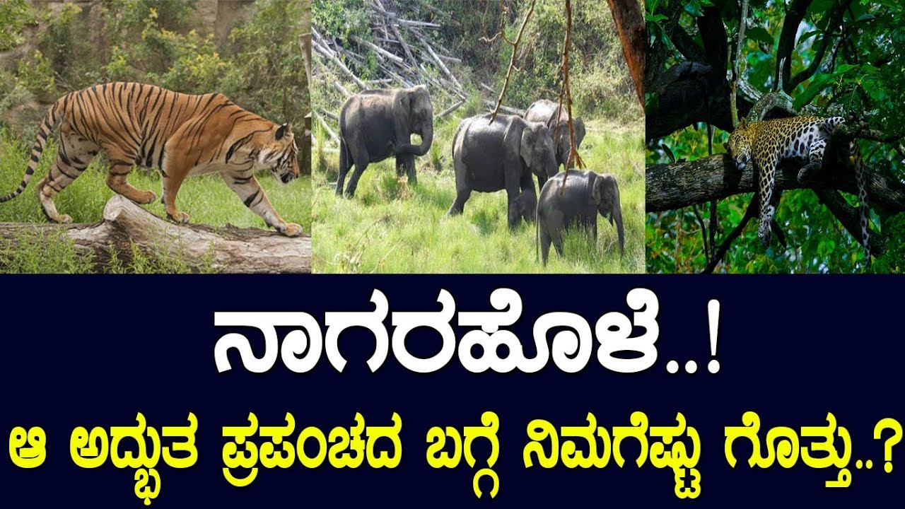 ನಾಗರಹೊಳೆ..!ಆ ಅದ್ಭುತ ಪ್ರಪಂಚದ ಬಗ್ಗೆ ನಿಮಗೆಷ್ಟು ಗೊತ್ತು.? Nagarahole: one of the best forest in Karnataka