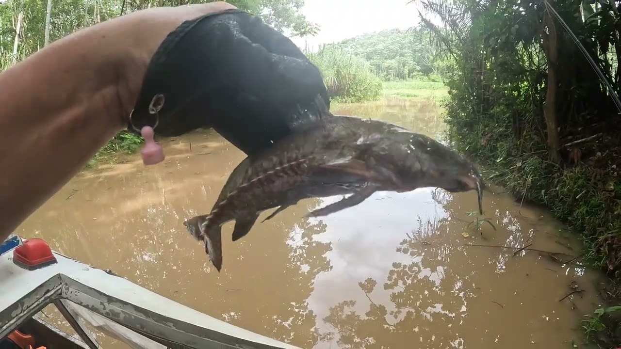 рыбалка на амазонке 2день