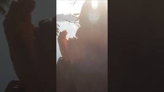 Society - Eddie Vedder (Cover by Sabyu & Daniel Marcotte) - Clip #2
