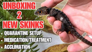 PROJECT MINI DRAGON | How to Treat and Acclimate RedEyed Crocodile Skinks (Tribolonotus gracilis)!