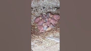 days 7 #breeding #javasparrow #viral #shorts #shortsfeed