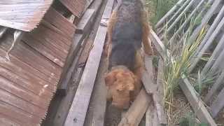 Airedale Terrier Hunt Wp 20150516 004