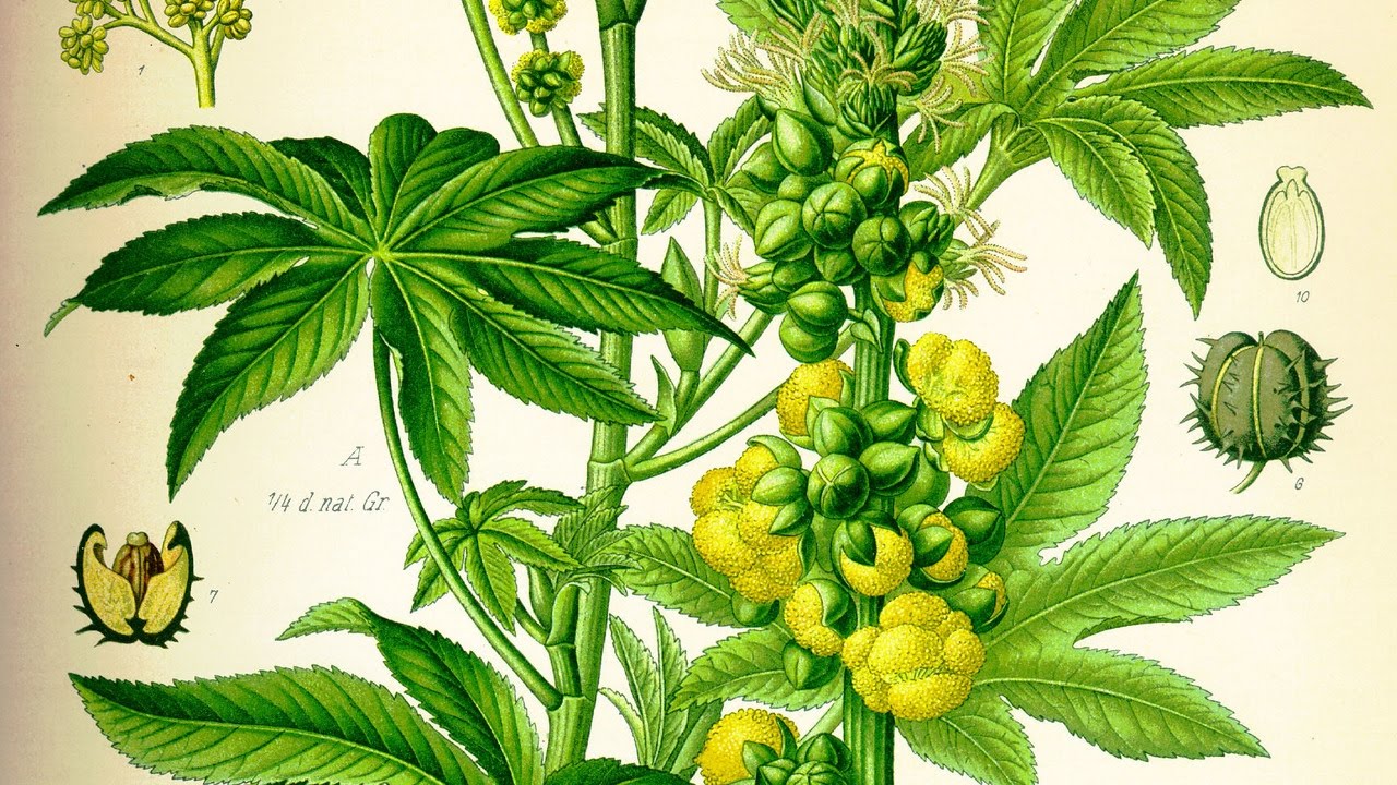 Семена клещевины на разных стадиях проращивания. Выращивание клещевины ...