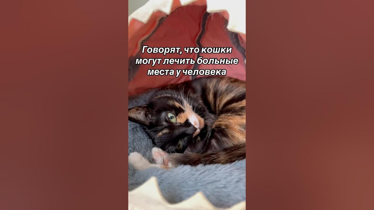 И как прикажите это все чинить? Я же вам не механик #кошки #юмор # ...