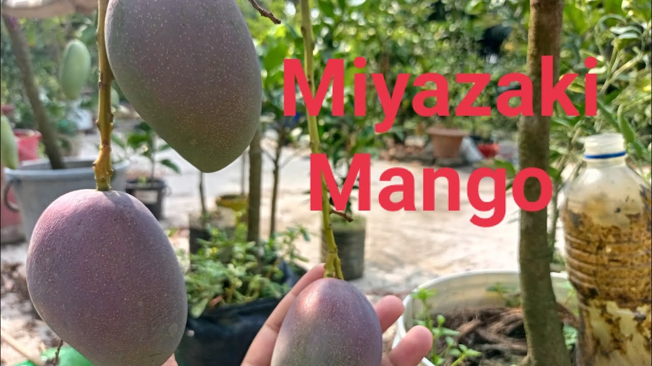 Miyazaki mango plant YouTube