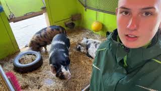Vlog Kinderboerderij Den Uylpark Een Dagje Tussen De Varkens