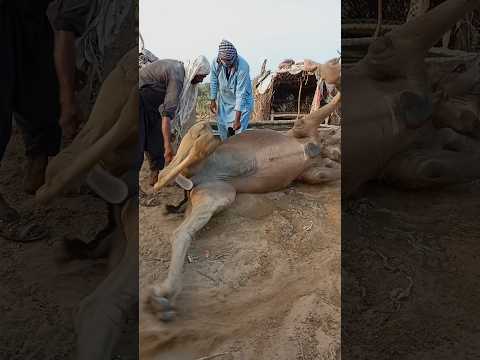 الجمل م ستل ق على الأرض وي رف ع خلفه شيء بسرعة وبضوء ساطع