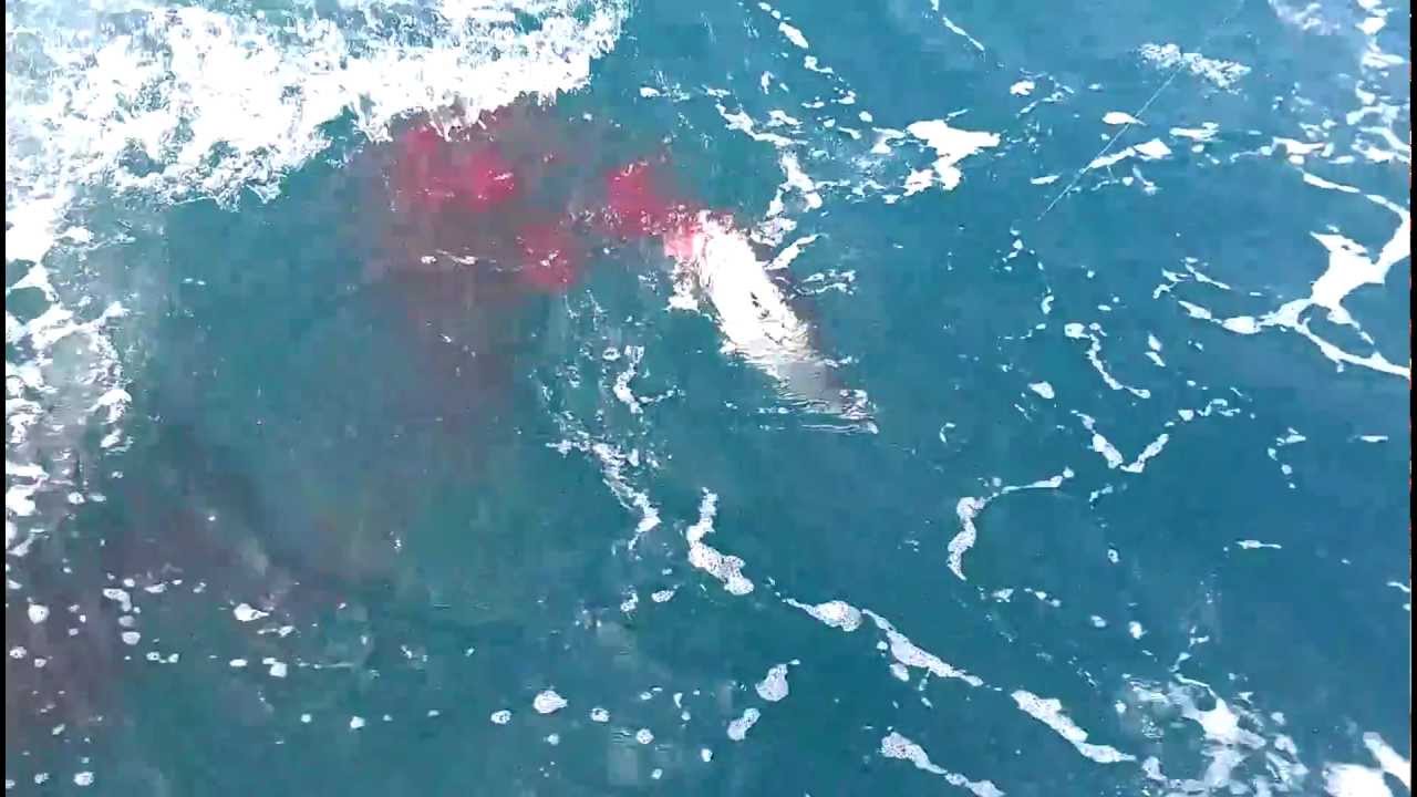 Shark attack off Hervey Bay YouTube
