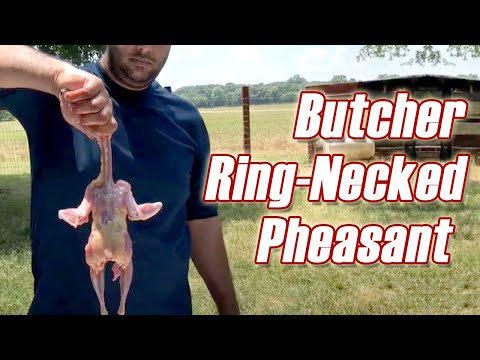 How to Butcher Ring-Necked Pheasant | How to Butcher Pheasant