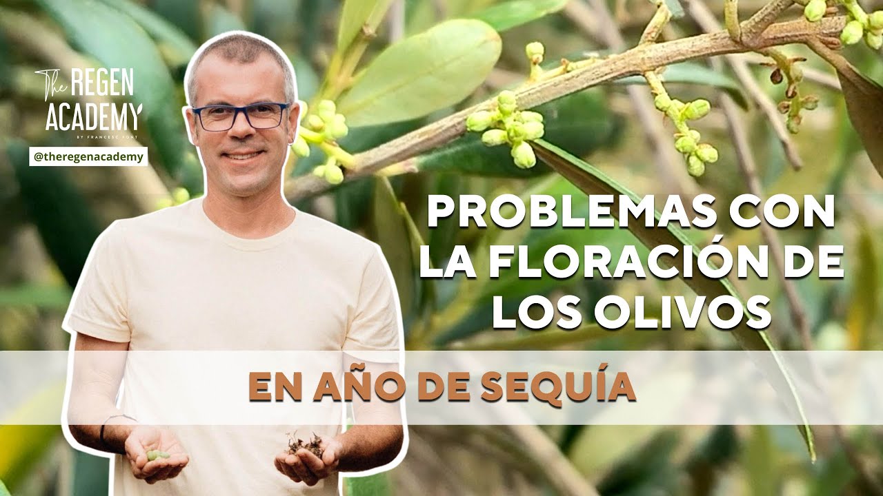Problemas con la floración en los olivos en año de sequía