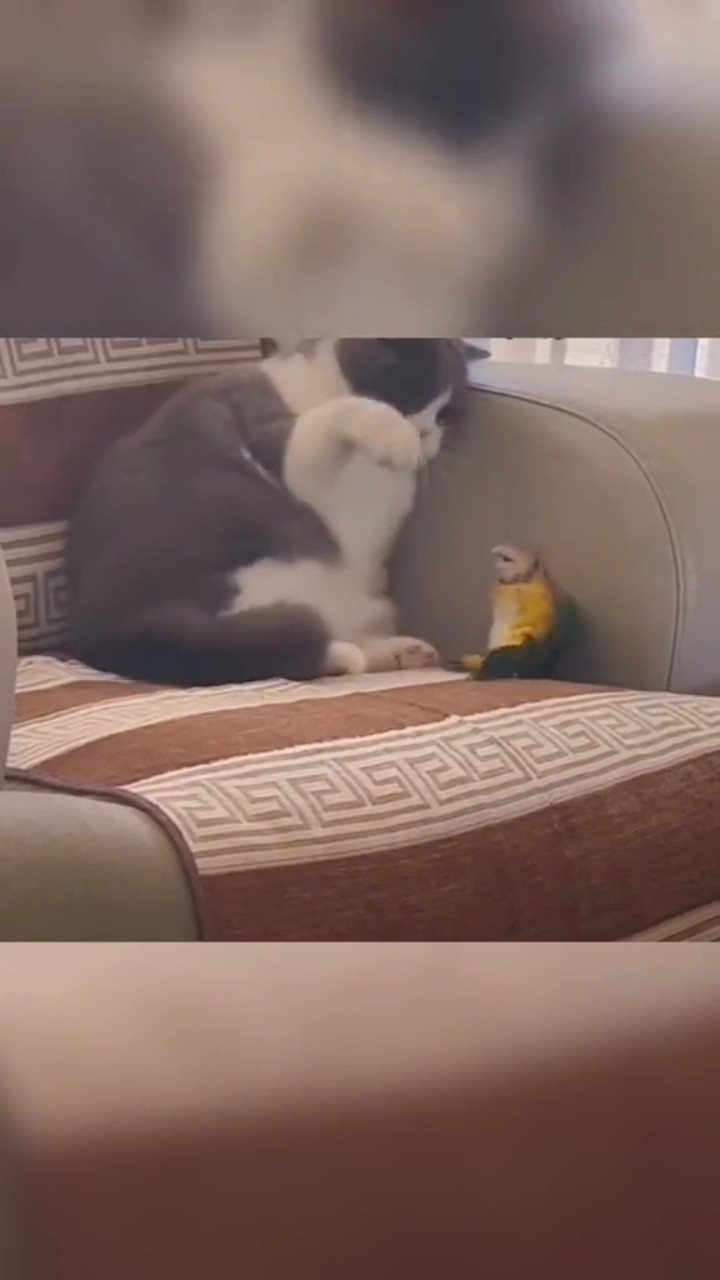 🐱விலங்குகளின் சேட்டைகள்😂 - ShareChat