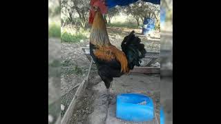 Sabah Alarmi... Gülmek Garanti̇