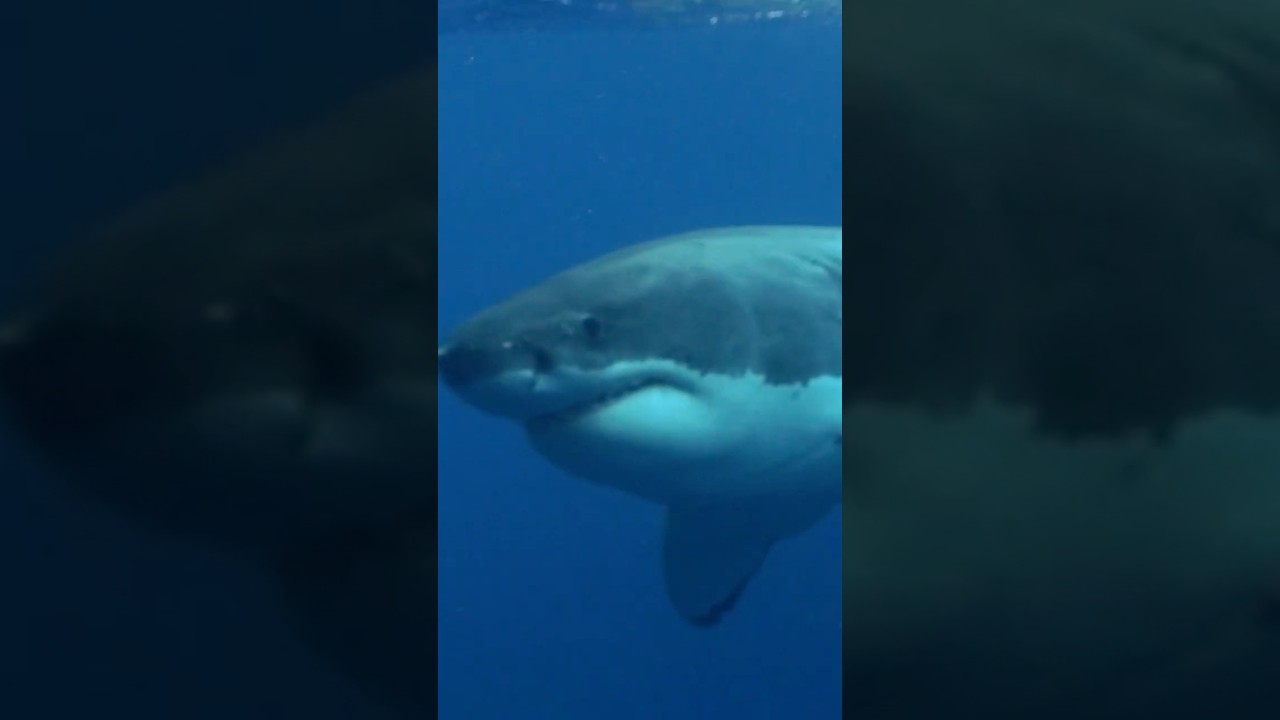 С ПОЛЯ ДО ХРАНИЛИЩА 🦈 