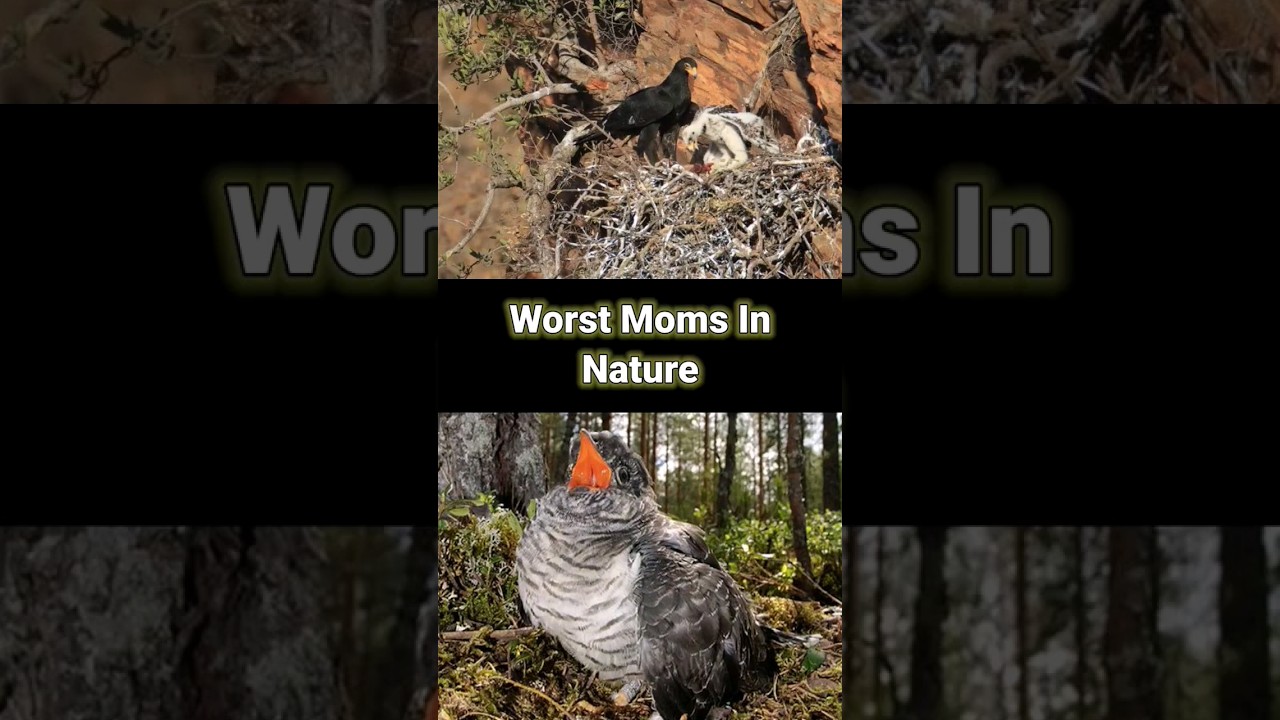 worst moms in nature 