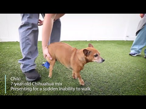 Video: Paralyžiuotas Chihuahua turi 2 duobę „Bull“