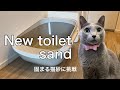 #37【猫のトイレ】Newトイレと固まる猫砂買いました