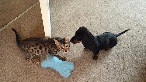 Video 28441: f3 bengal cat, bengal kittens play fighting, little bengal cat, cat old, pets