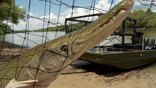 Arkansas Wildlife - S2.E8, Alligator Gar Research and Trout Fishing with U.S. Veterans