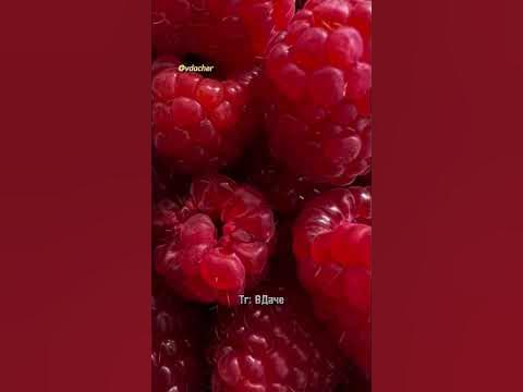 Зачем горчица малине ?🤔 Рецепт раствора от вредителей. #дача #огород # ...