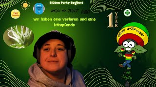 „CBD-Blüten-Party im Ganja Garten 🌿 OG oder Critical kämpfen sich durch!“
