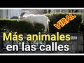 Los animales siguen llegando a las ciudades del mundo entero