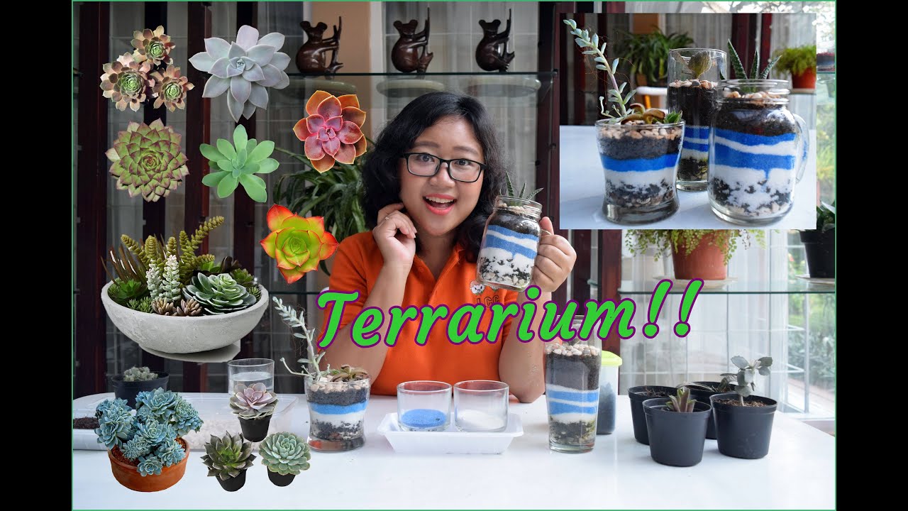 Menanam Sukulen Di Gelas untuk anak & Pemula (Media Terrarium) Plus