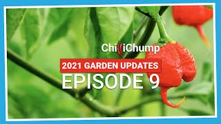 Huge stingers on my chillies! (2021.E09 Garden Updates)