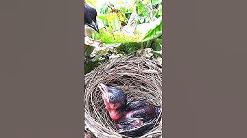 Massive MOTH Effortless SWALLOW | EP 109 Day 5 #birdfeeding #nature #birds #wildbird #birdwatching