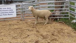 Lot 131 Felix 211178 ext